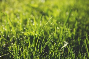 Kosiarka samojezdna to wygodne koszenie trawy o każdej powierzchni