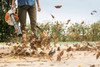Dmuchawa Spalinowa STIHL BG 56 4241-011-1750