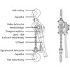 Wciągarka łańcuchowa ręczna rukcug 750kg 1,5m Nomi HSH-A